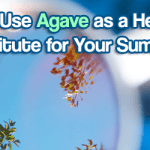 Use Agave as a Healthy Sugar Substitute for Your Next Summer Shindig