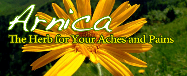 Arnica: The Herb for Your Aches and Pains
