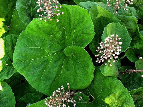 butterbur