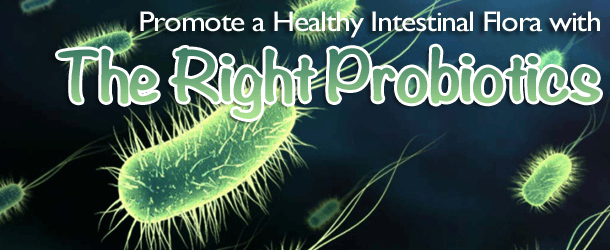 Promote a Healthy Intestinal Flora with the Right Probiotics