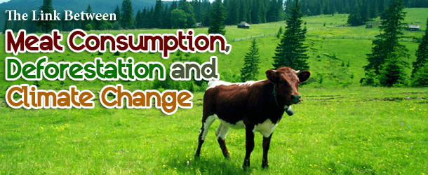 The Link Between Meat Consumption, Deforestation and Climate Change