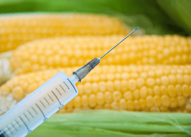 GMO Corn More Dangerous Than Previously Thought