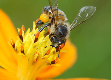 The Link Between Your Belly Fat and Honeybee Decline