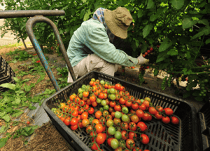 Raw, Whole Plant Foods Reduce Risk of Prostate Cancer