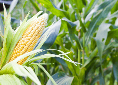 The Great Corn Debate: Should We Avoid This Food?
