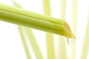 Lemongrass: A Delicious Ancient Remedy 