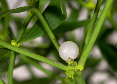 Not Just a Kissing Plant: Mistletoe Fights Colon Cancer