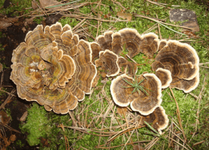 The Cancer-Slamming Benefits of Turkey Tail Mushrooms