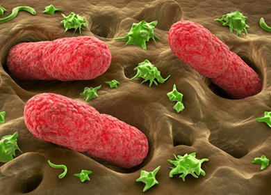 Nightmare Bacteria Laughs in the Face of Antibiotics