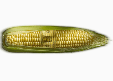 GMO Corn Linked to Golf-ball Sized Tumors