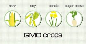 gmo