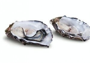 oysters