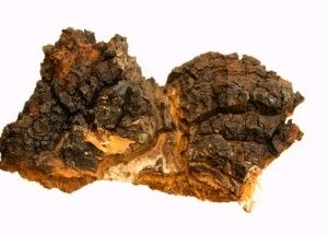 chaga