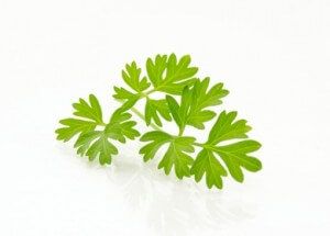 Cilantro Sprig