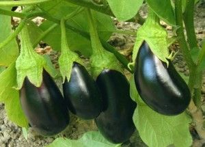 eggplant