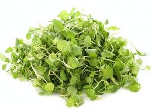 Watercress