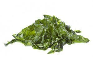 sea lettuce