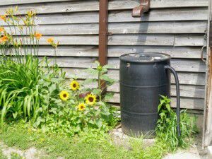 Rain Barrel