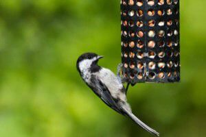 bird feeder