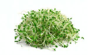 alfalfa sprouts