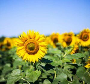 sunflowers