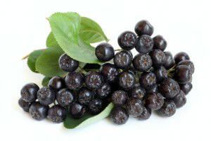 Black chokeberry