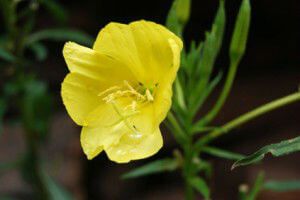 evening primrose