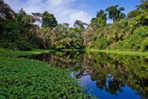 amazon rainforest