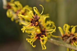 witch hazel