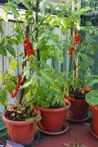 container garden