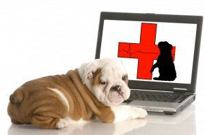 pet first aid