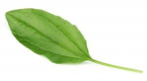 plantain leaf