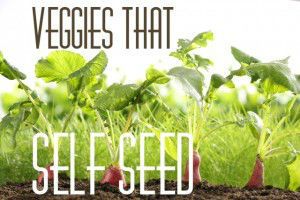 self seeding