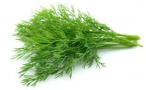 fennel