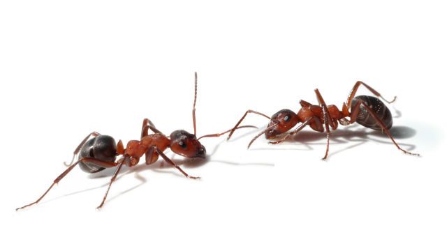 Two ants meet