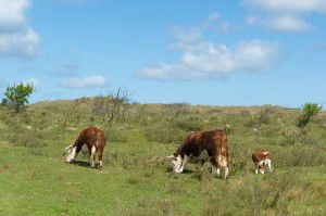 grass fed cows