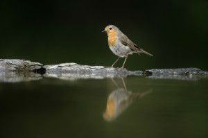 bird and water