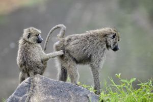 baboons