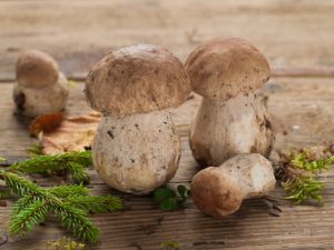 boletus