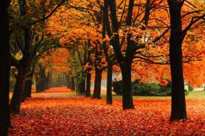 red autumn in the park