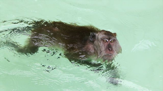 Monkey