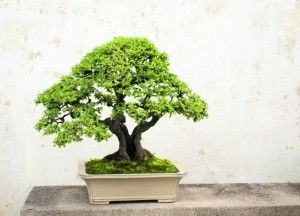 Bonsai