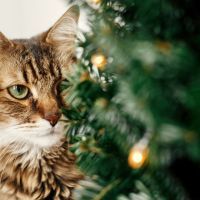 Maine coon cat with green eyes sitting at little christmas tree with lights. Cute kitty relaxing under festive christmas tree. Winter holidays. Pet and holiday