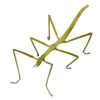 Spanish Walking Stick insect  species Leptynia hispanica