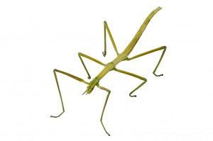 Spanish Walking Stick insect  species Leptynia hispanica