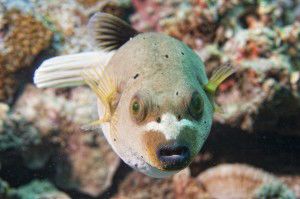 colorful ball puffer fish on the reef background