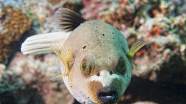 colorful ball puffer fish on the reef background