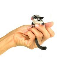 Flying squirrel, Sugarglider isolated on white