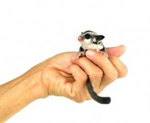 Flying squirrel, Sugarglider isolated on white