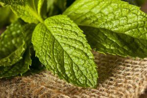 Organic Green Mint Leaf